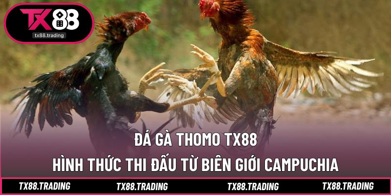 Đá Gà Thomo